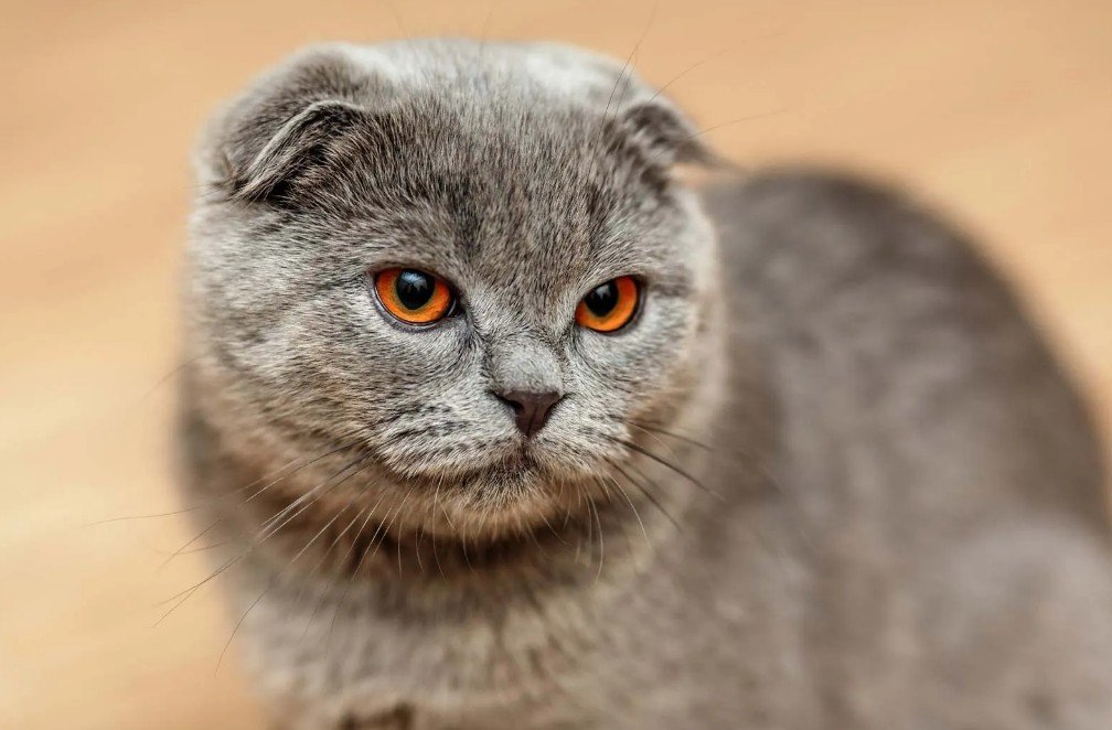 Physical Features of the Fold Cat from Scotland