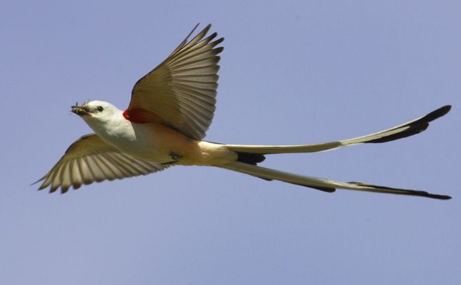 Quick Top 10 Facts about Scissor-tailed Flycatcher