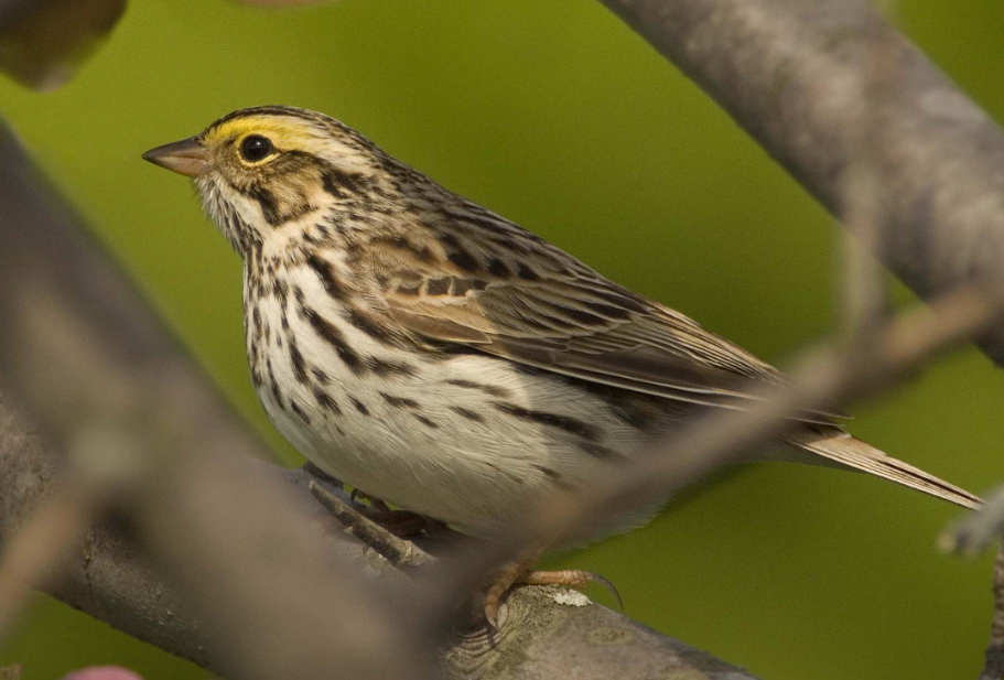 Savannah Sparrow's Physical Attributes