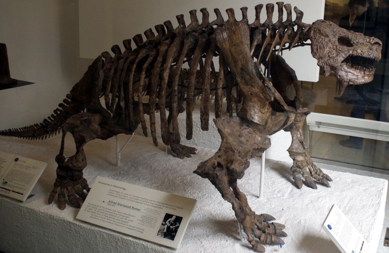 Scutosaurus's Physical Attributes