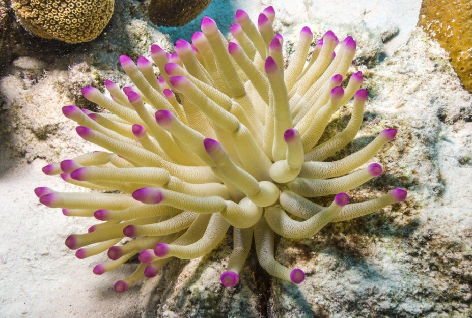 Sea Anemone – Top 10 Facts, Pictures and Questions