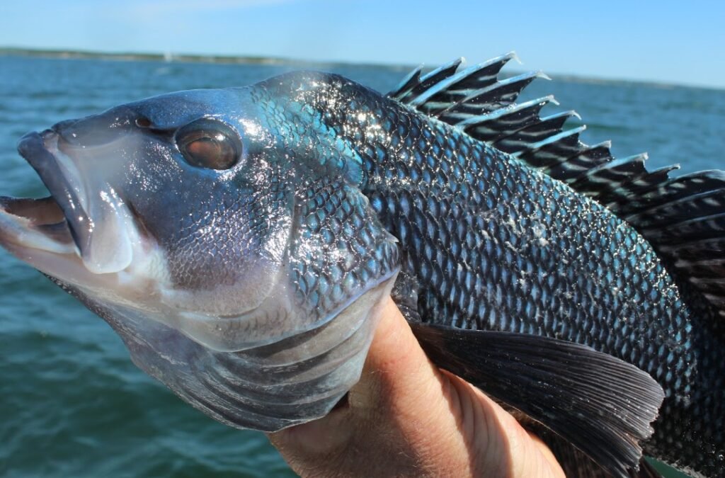 Sea Bass – Top 10 Facts, Pictures and Questions