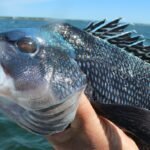 Sea Bass – Top 10 Facts, Pictures and Questions