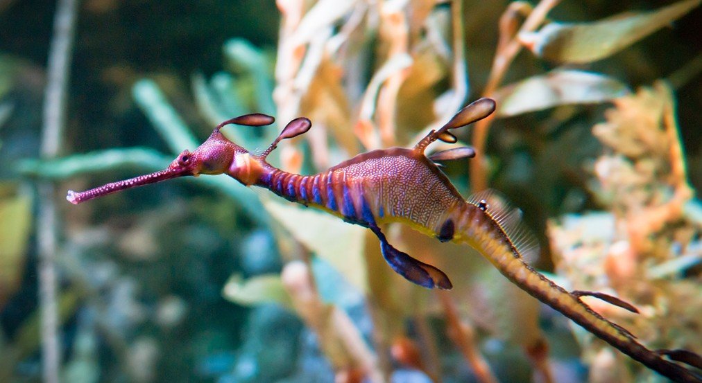 Sea Dragon - Top 10 Facts, Diet, Habitat, Pictures