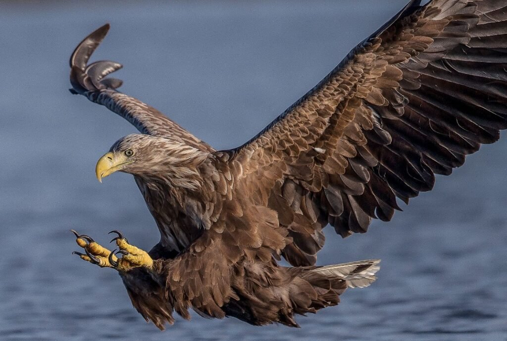 Sea Eagle – Top 10 Facts, Pictures and Questions