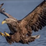 Sea Eagle – Top 10 Facts, Pictures and Questions