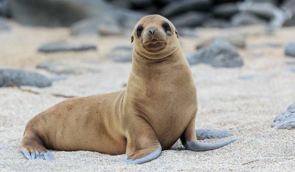 Sea Lion – Top 10 Facts, Pictures and Questions
