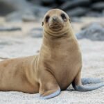 Sea Lion – Top 10 Facts, Pictures and Questions