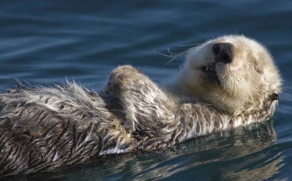 Amazing Facts About Sea Otter
