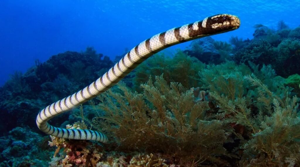 Sea Snake – Top 10 Facts, Pictures and Questions
