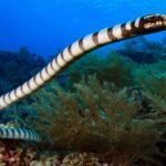 Sea Snake – Top 10 Facts, Pictures and Questions