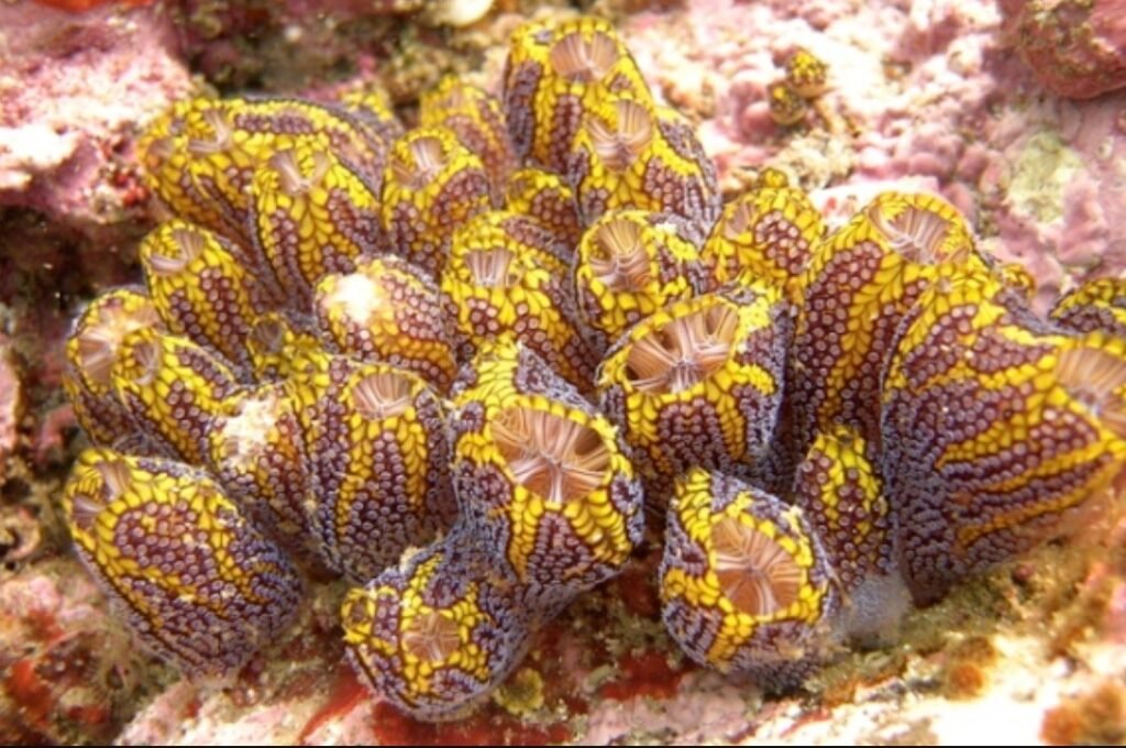 Sea Squirt - Facts, Pictures and Questions