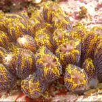 Sea Squirt - Facts, Pictures and Questions