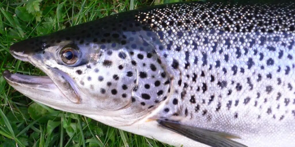 Sea Trout – Top 10 Facts, Pictures and Questions