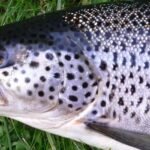 Sea Trout – Top 10 Facts, Pictures and Questions