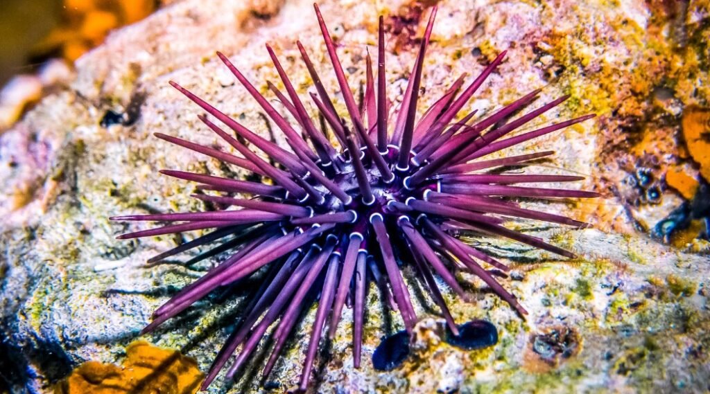 Sea Urchin – Top 10 Facts, Pictures and Questions