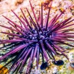 Sea Urchin – Top 10 Facts, Pictures and Questions