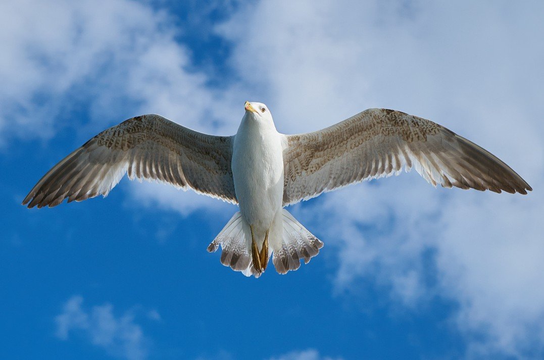Seagull Behaviour and Diet