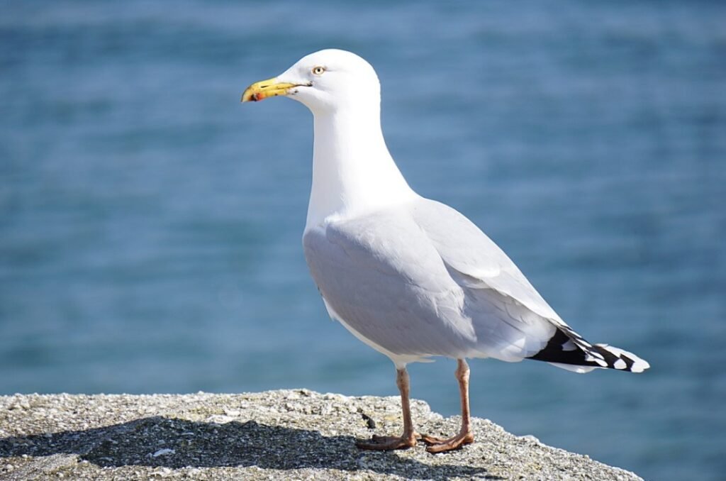 Seagull Bird – Top 10 Facts, Pictures and Questions