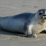 Seal – Top 10 Facts, Pictures and Questions