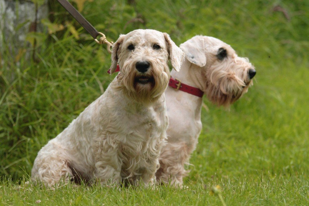 Sealyham Terrier Dog – Top 10 Facts, Pictures and Questions