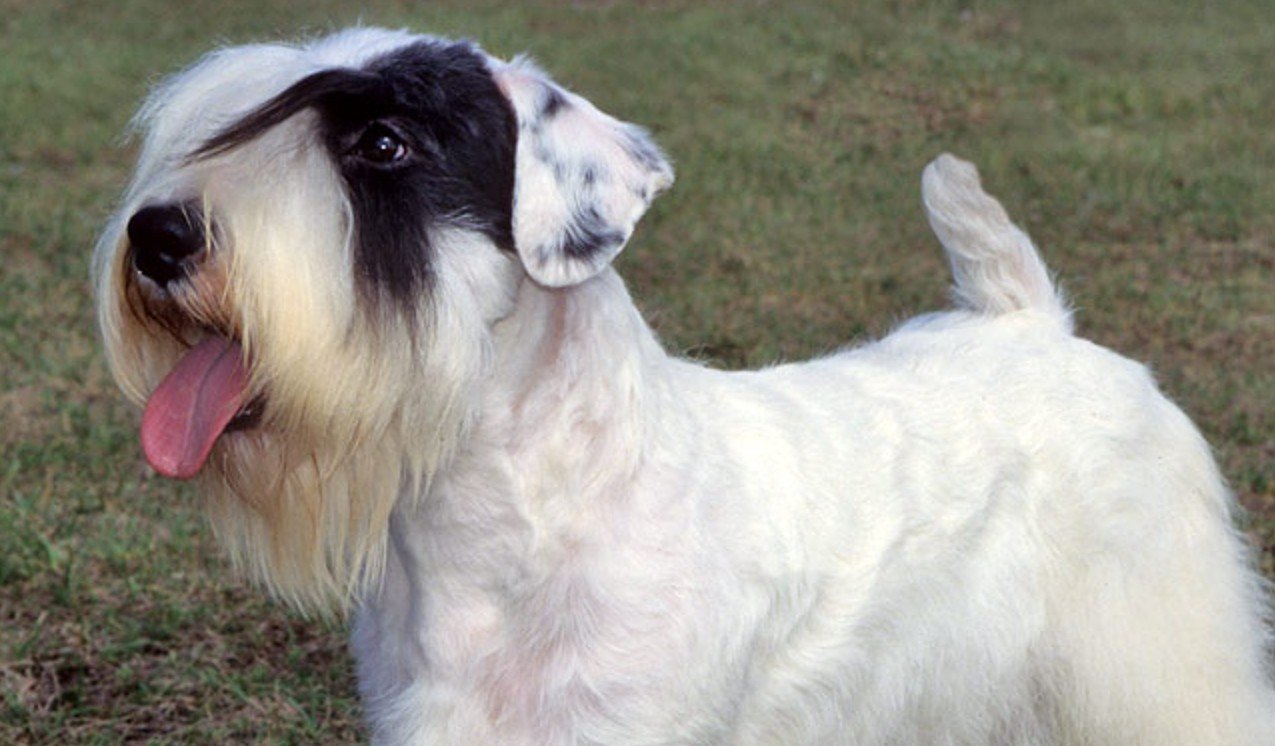 Sealyham Terrier Personality and Temperament Traits