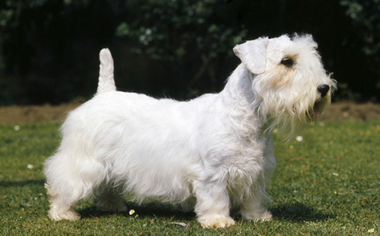 Sealyham Terrier Physical Characteristics