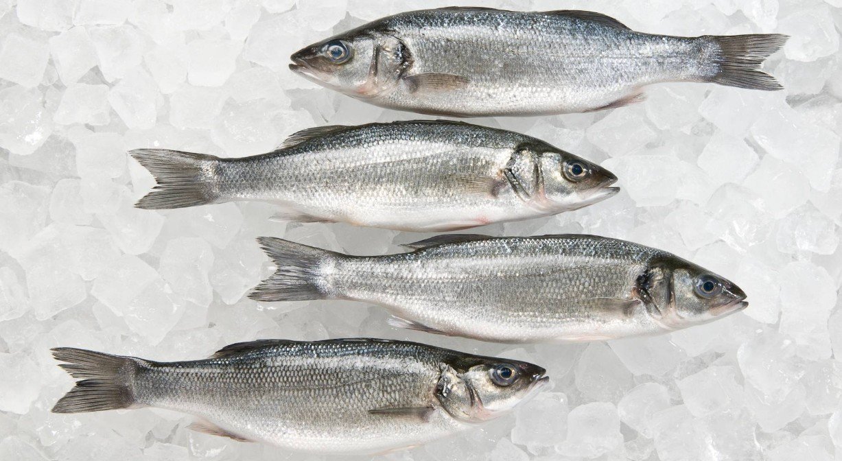 Size and Shape of the Body of Sea Bass