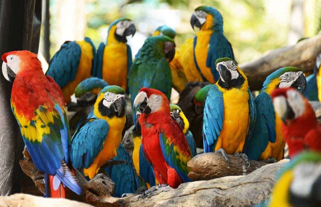 Social Life and Behavior Patterns of Scarlet Macaws