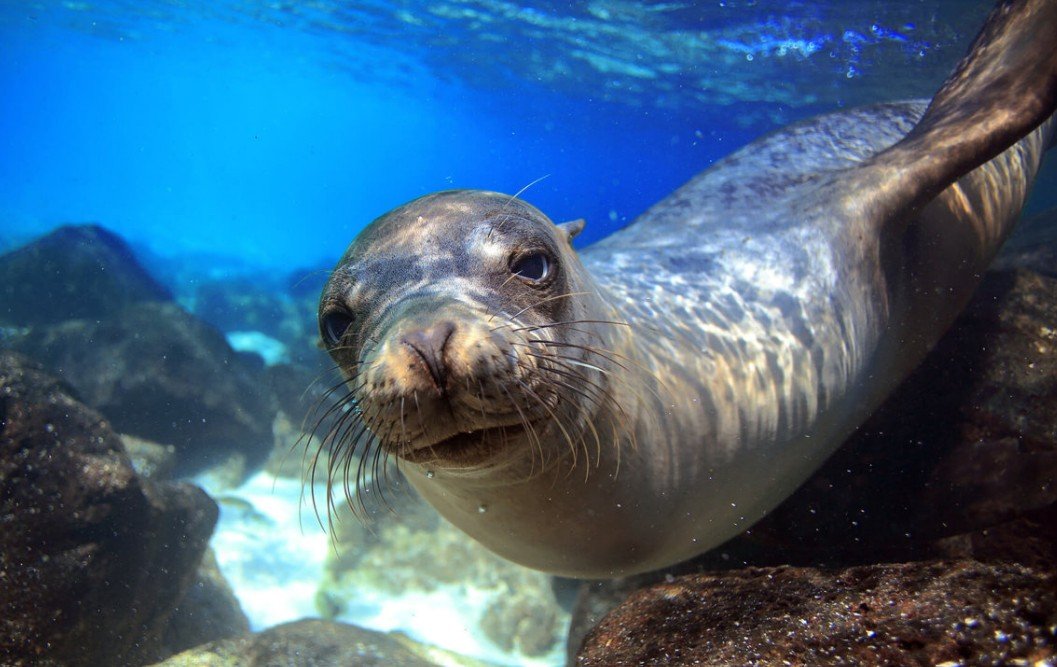 Social Structure and Behaviour of Seals
