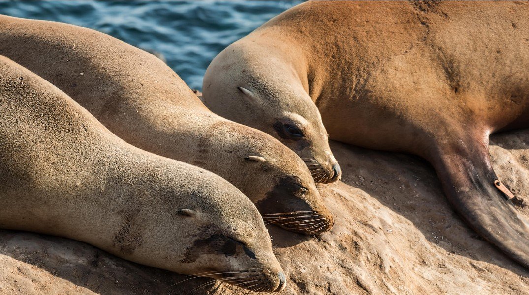 The Physical Attributes of Sea Lions