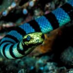 The Physical Attributes of Sea Snakes