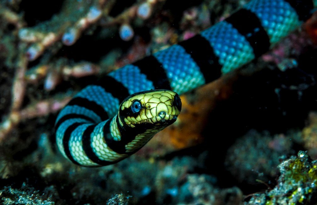 The Physical Attributes of Sea Snakes