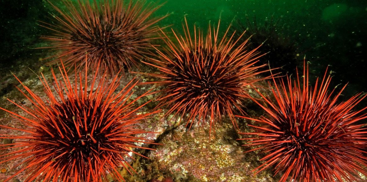 The Physical Attributes of Sea Urchins