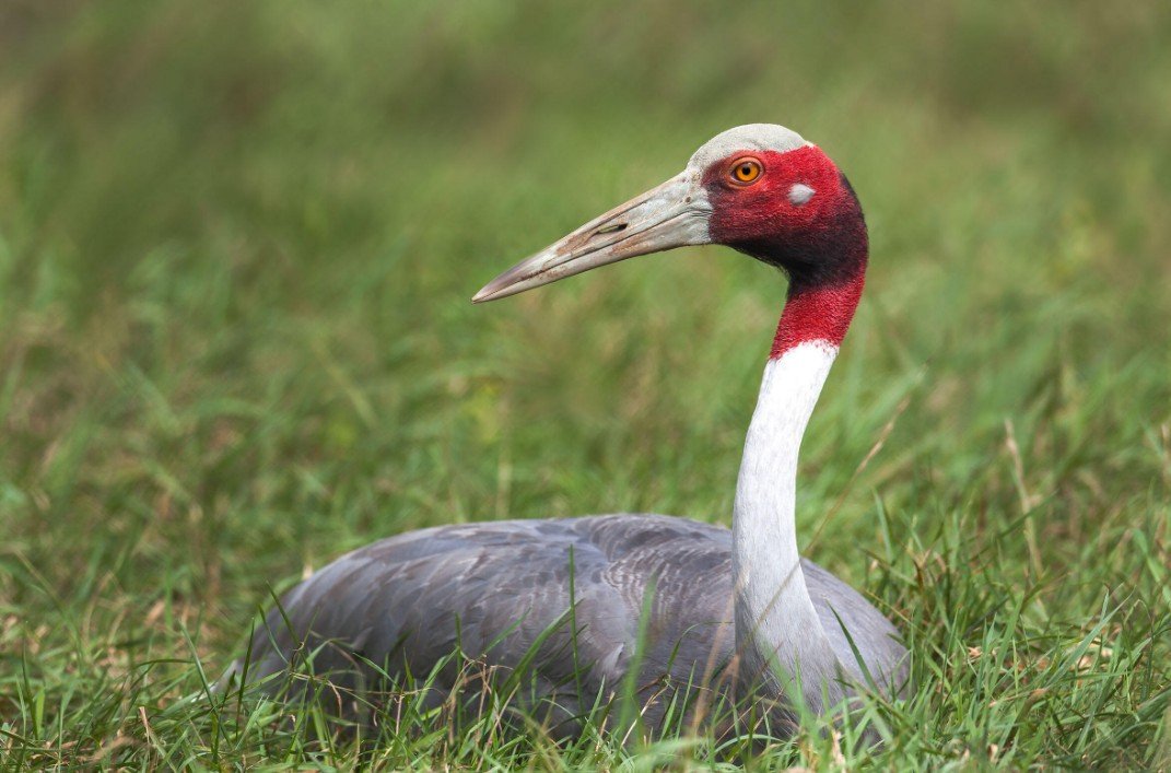 The Sarus Crane’s Physical Features