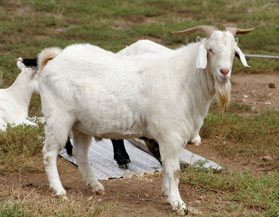 The Savanna Goat's Origin and History