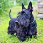 The Scottish Terrier's Origins and History