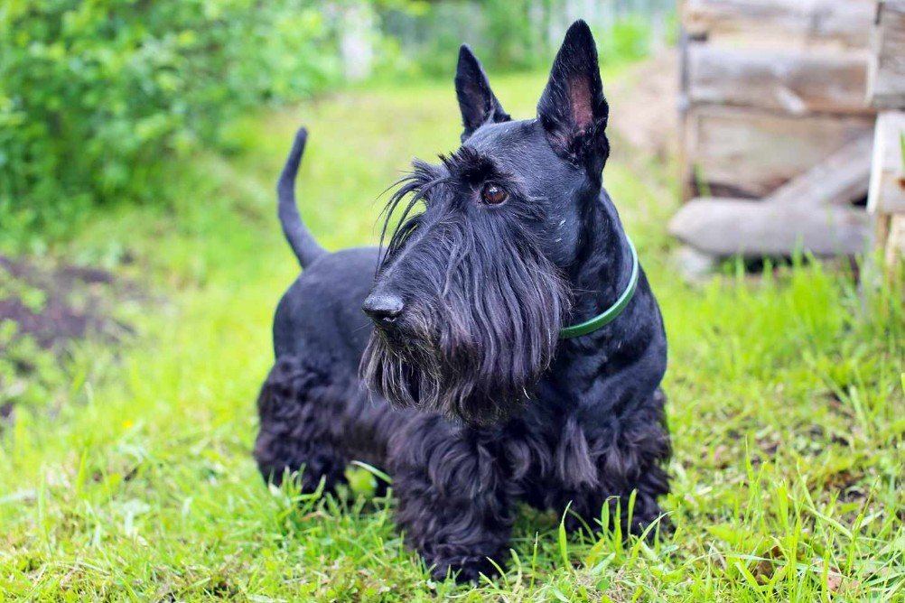 The Scottish Terrier's Origins and History