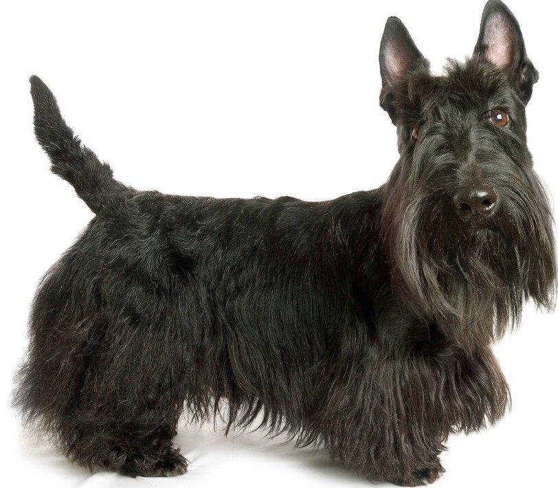 The Scottish Terrier's Temperament and Personality