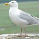 Threats and Conservation of Seagull Birds