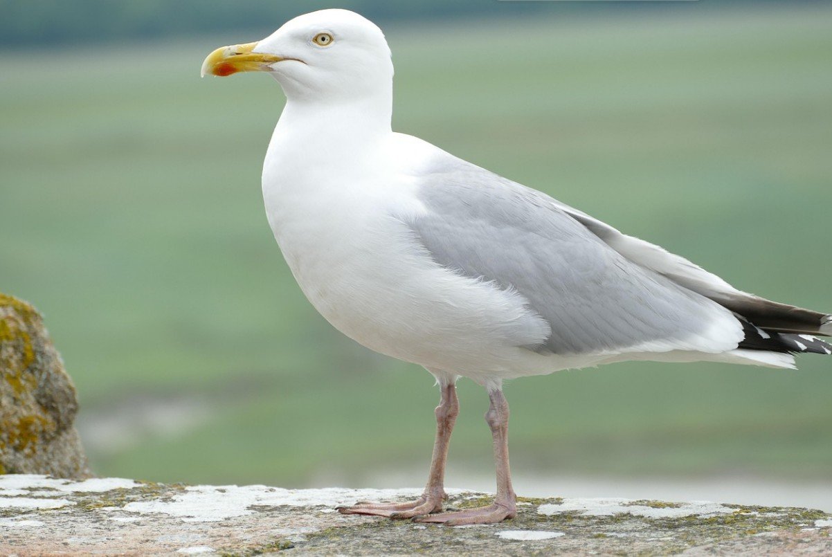 Threats and Conservation of Seagull Birds