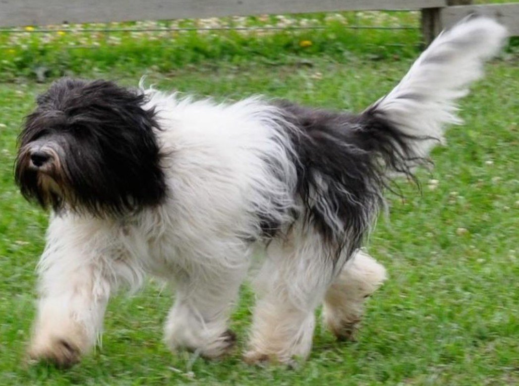 Top 10 Facts About Schapendoes