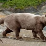 Top 10 Facts about Sarkastodon