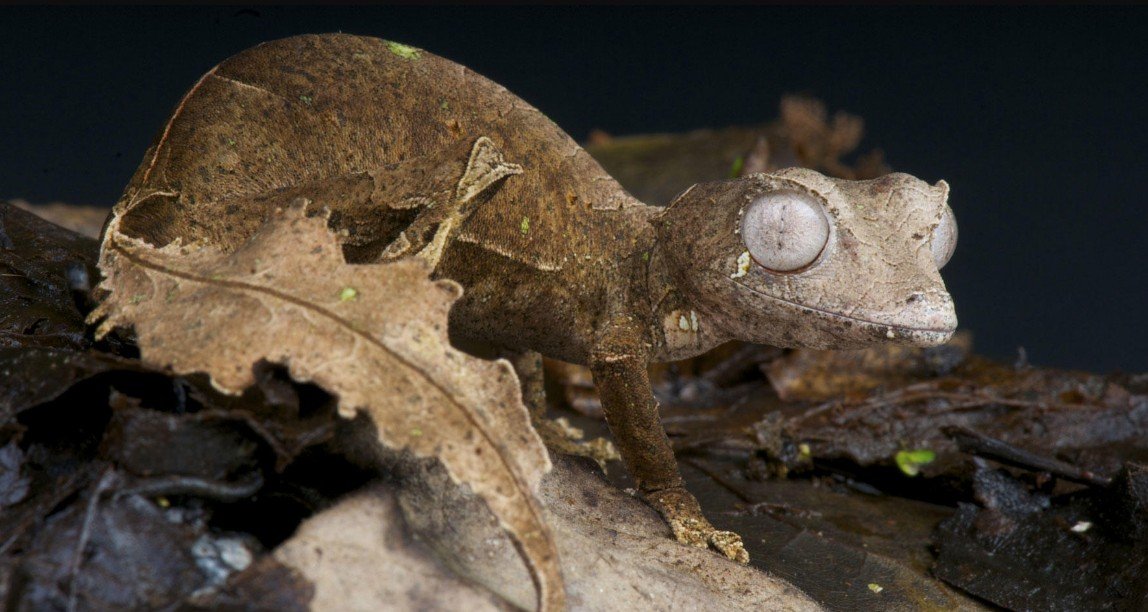 Top 10 Facts about Satanic Leaf-Tailed Gecko