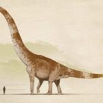 Top 10 Facts about Sauropoda