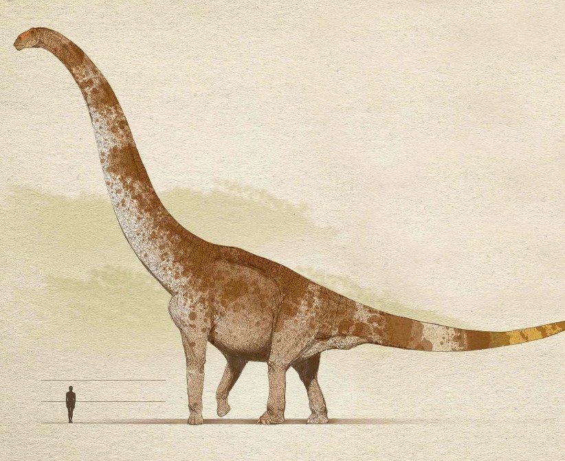 Top 10 Facts about Sauropoda