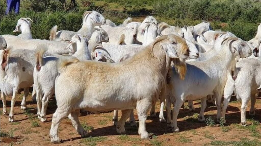 Top 10 Facts about Savanna Goat