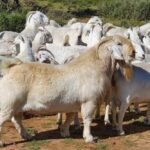 Top 10 Facts about Savanna Goat