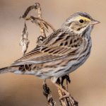 Top 10 Facts about Savannah Sparrow