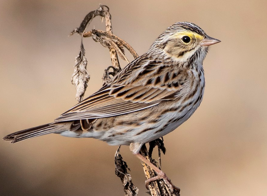 Top 10 Facts about Savannah Sparrow